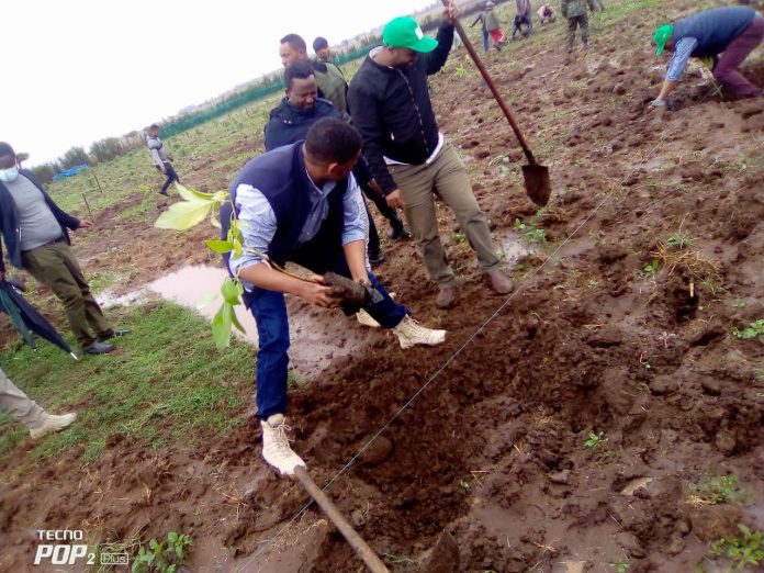 አቮካዶ ኦሮሚያ (1)