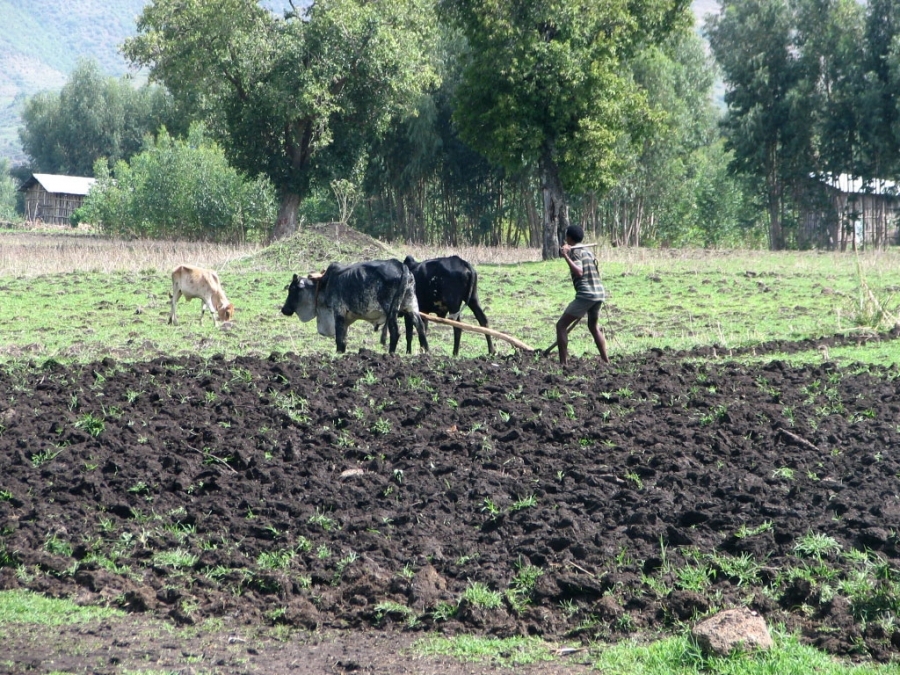 المعهد الدولي لبحوث الماشية : مشروع خصوبة التربة ناجح في إثيوبيا