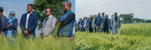 رئيس الوزراء: محاصيل القمح في المزارع واعدة في تصدير القمح الإثيوبي