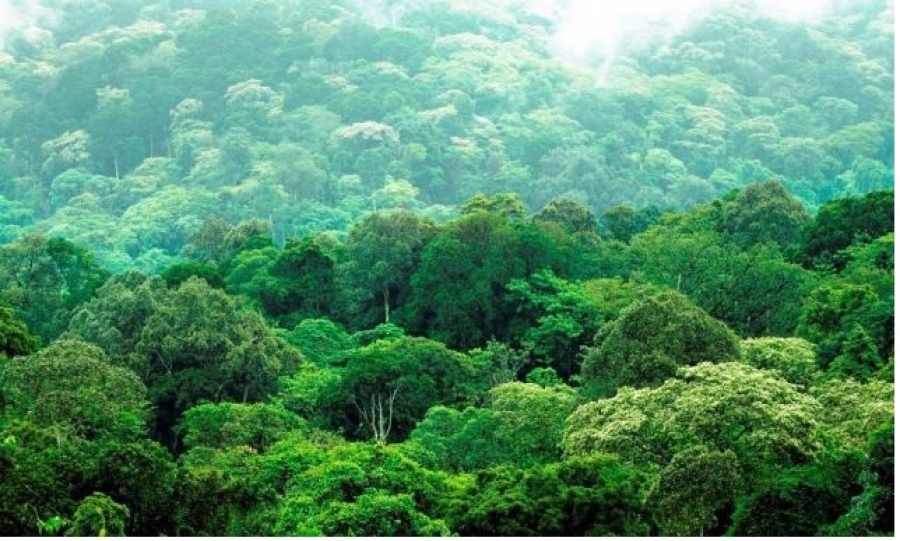 إعداد مشروع قانون يشجع رجال الأعمال على العمل في مجال تنمية الغابات