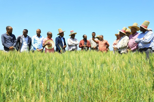 የደቡብ ክልል ግብርና ቢሮ ለበጋ ስንዴ ልማት የምርጥ ዘር አቅርቦት ፍላጎትን ለሟሟላት የሚያስችል ስራ እየተሰራ ...