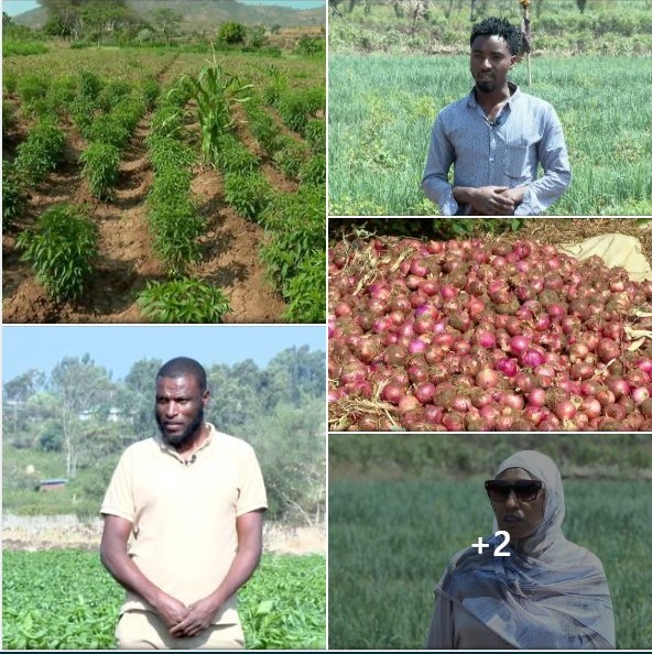 በሀረሪ ክልል በበጋ መስኖ አትክልትና ፍራፍሬ በማልማት ውጤታማ ሆነናል-አርሶ አደሮች - ኢዜአ አማርኛ - ENA