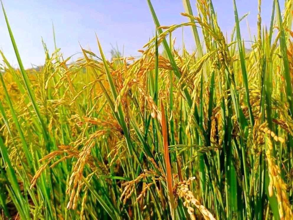 በምዕራብ ሸዋ ዞን ከ31 ሺህ 900 ሄክታር በላይ መሬት ላይ በኩታ ገጠም የሩዝ ልማት እየተከናወነ ነው - ኢዜአ ...