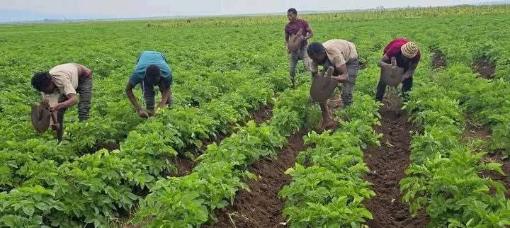 ከሰብል ልማት በተጓዳኝ ገበያ ተኮር በሆኑ የአትክልትና ፍራፍሬ ልማት የተሳተፉ አርሶ አደሮች ውጤታማ እየሆኑ ነው ...