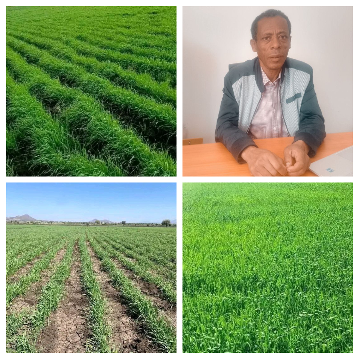 በአማራ ክልል በበጋ መስኖ ስንዴ ልማት ምርታማነትን ለማሳደግ ለማዳበሪያና ምርጥ ዘር አጠቃቀም ትኩረት ተሰጥቷል ...