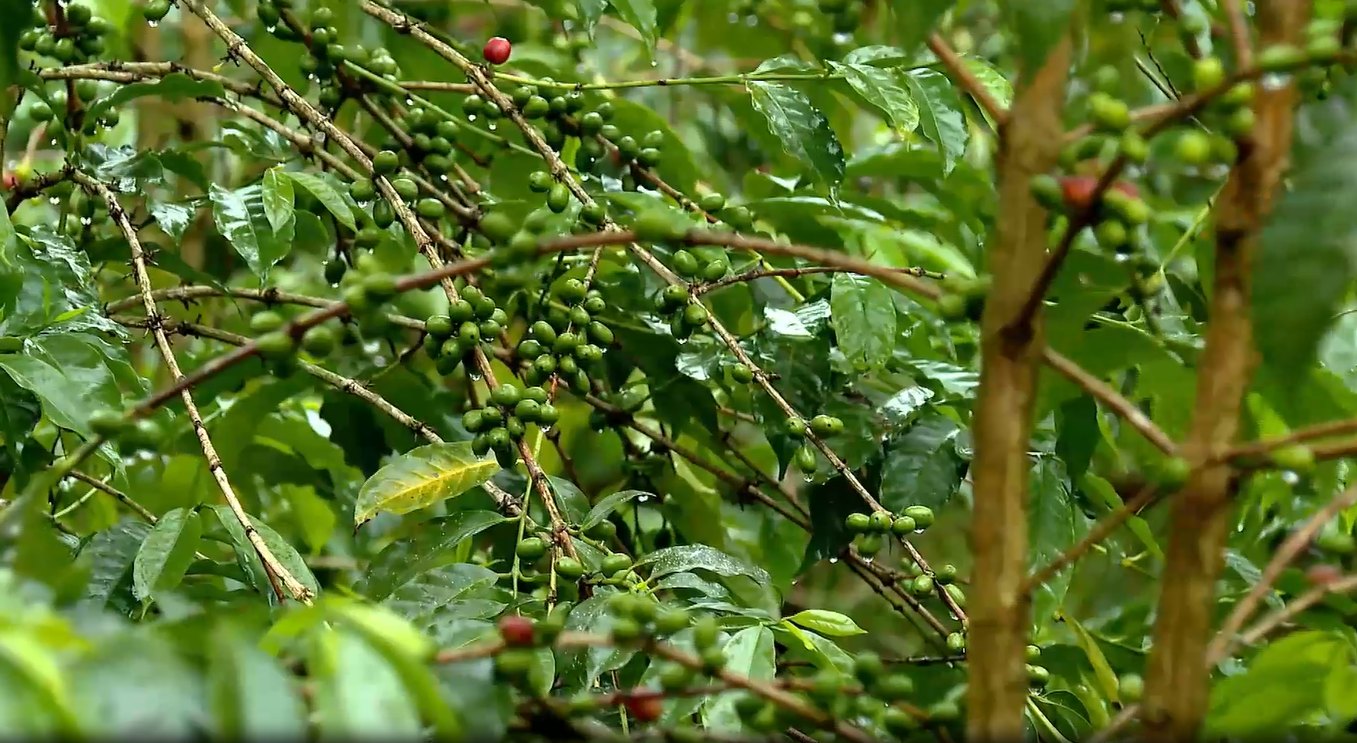 Ethiopia's Coffee Export Soars by over 128,000 Tons, Strengthening Int’l Market Competitiveness