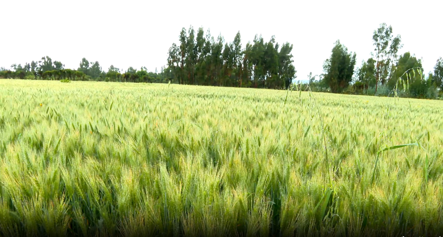 Ethiopia’s Agricultural Reforms Attract Global Partners as Food Sovereignty Gains Momentum