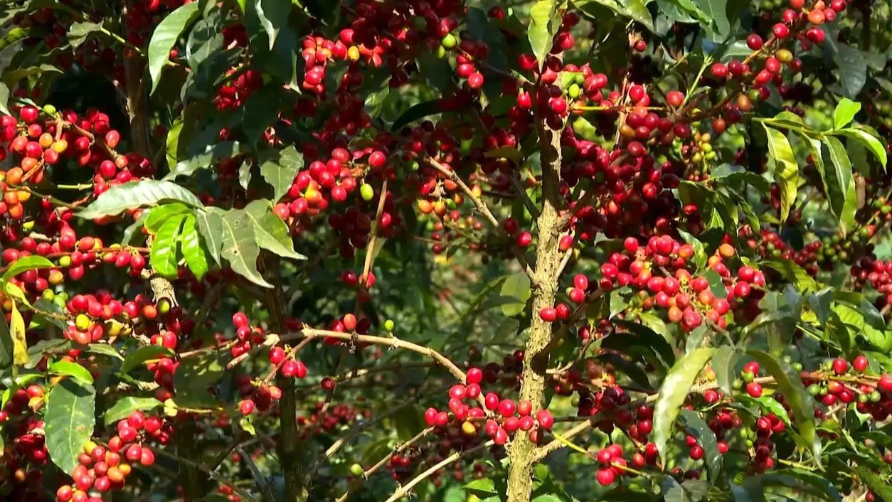 Ethiopian Coffee Remains Strategic Asset and Living Heritage: Agriculture Ministry