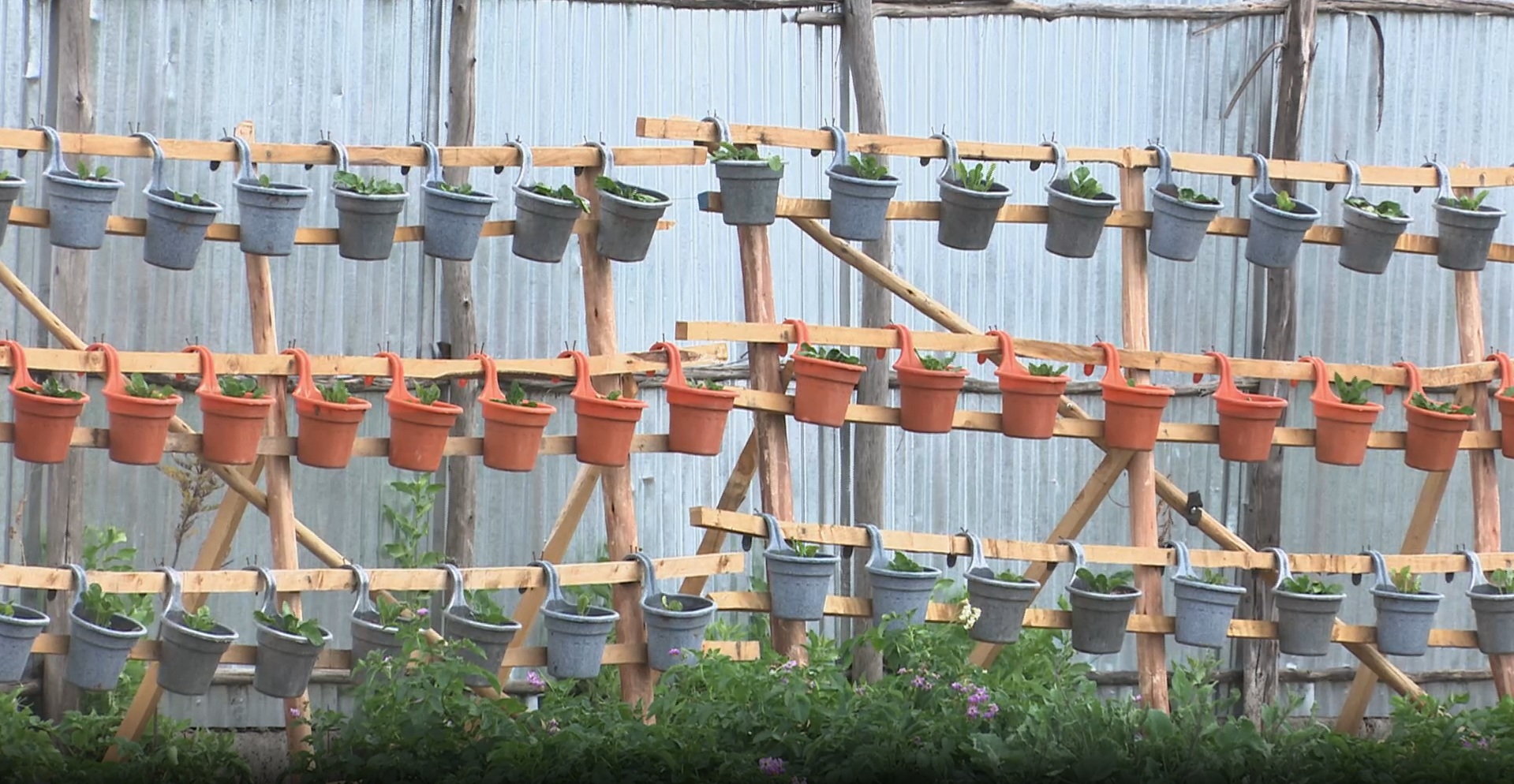 Addis Ababa Advances Urban Farming from Household Use to Market Surplus