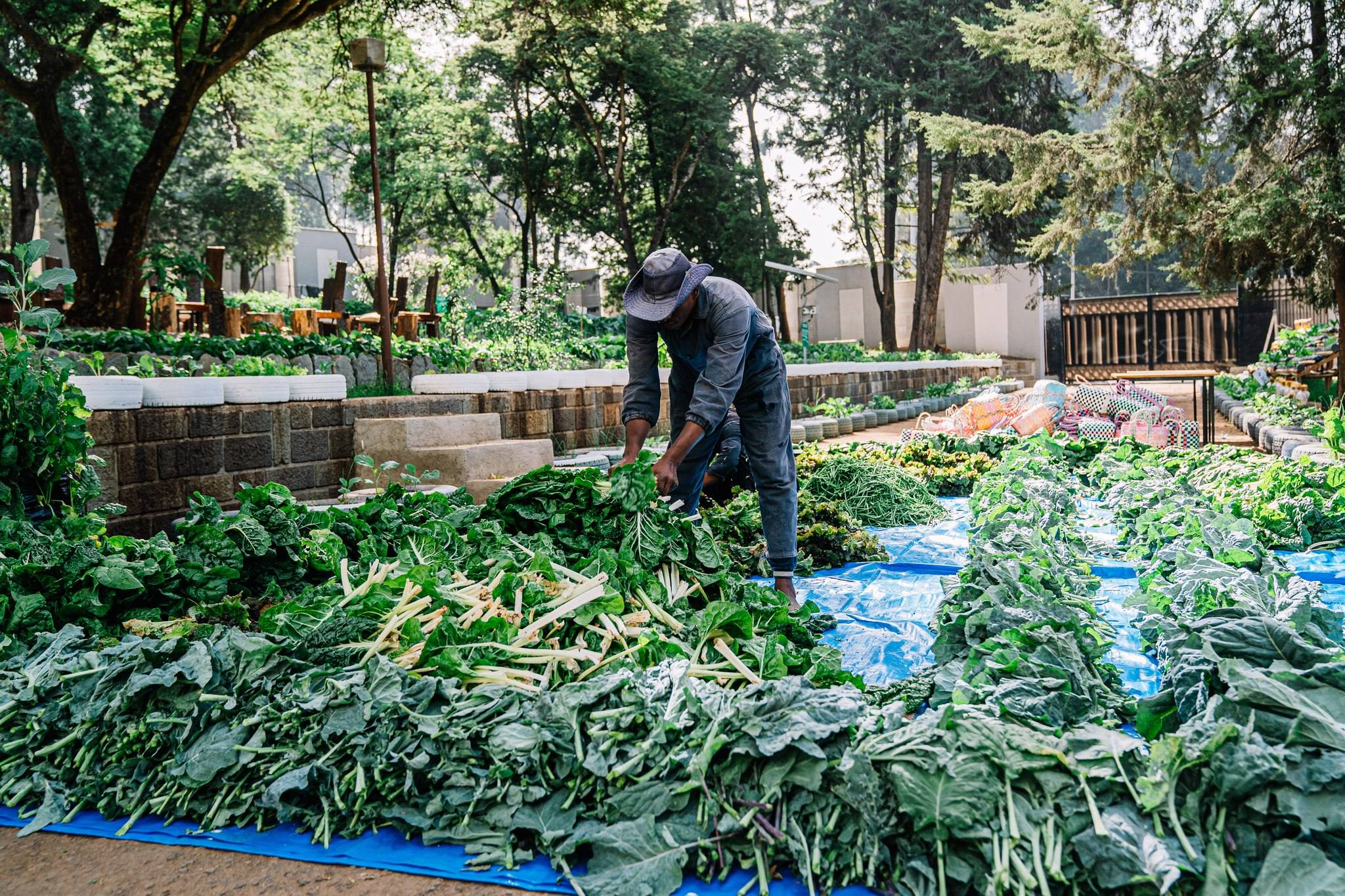 Urban Farming Gaining Momentum in Ethiopia: PMO - ENA English - ENA