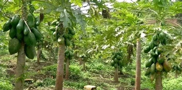 በዞኑ ባለፉት ዓመታት የተከናወነው የአረንጓዴ አሻራ መርሐ ግብር አርሶአደሮችን ተጠቃሚ አድርጓል - ኢዜአ አማርኛ ...
