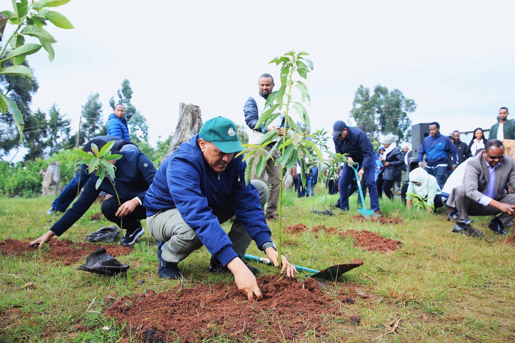 إثيوبيا تزرع 100 مليون شجرة استجابة لالتزامها في المؤتمر الدولي للاجئين ...