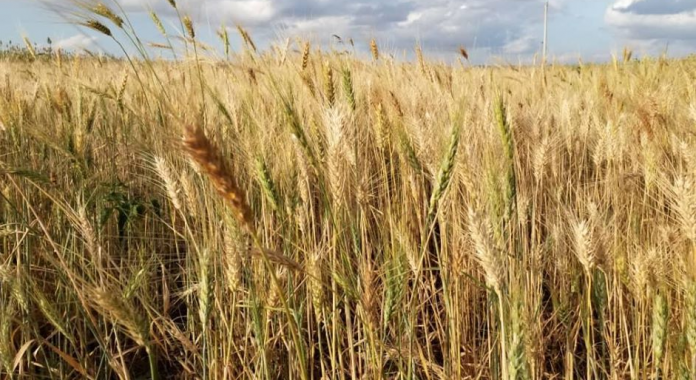 wheat-gamb-ben