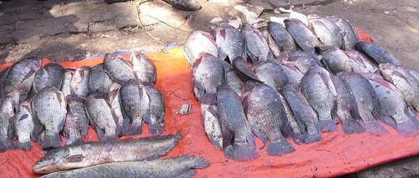 fish