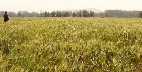 መሰሰሰሰ