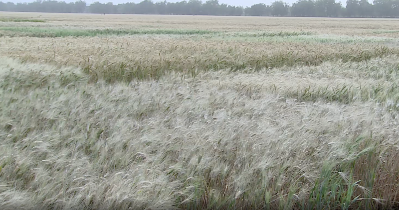 Commodity Exchange to Commence Trading Wheat