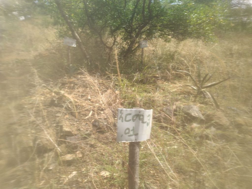 Mass Graves of Thousands of TPLF Militants, Leaders Found in Chercher Town