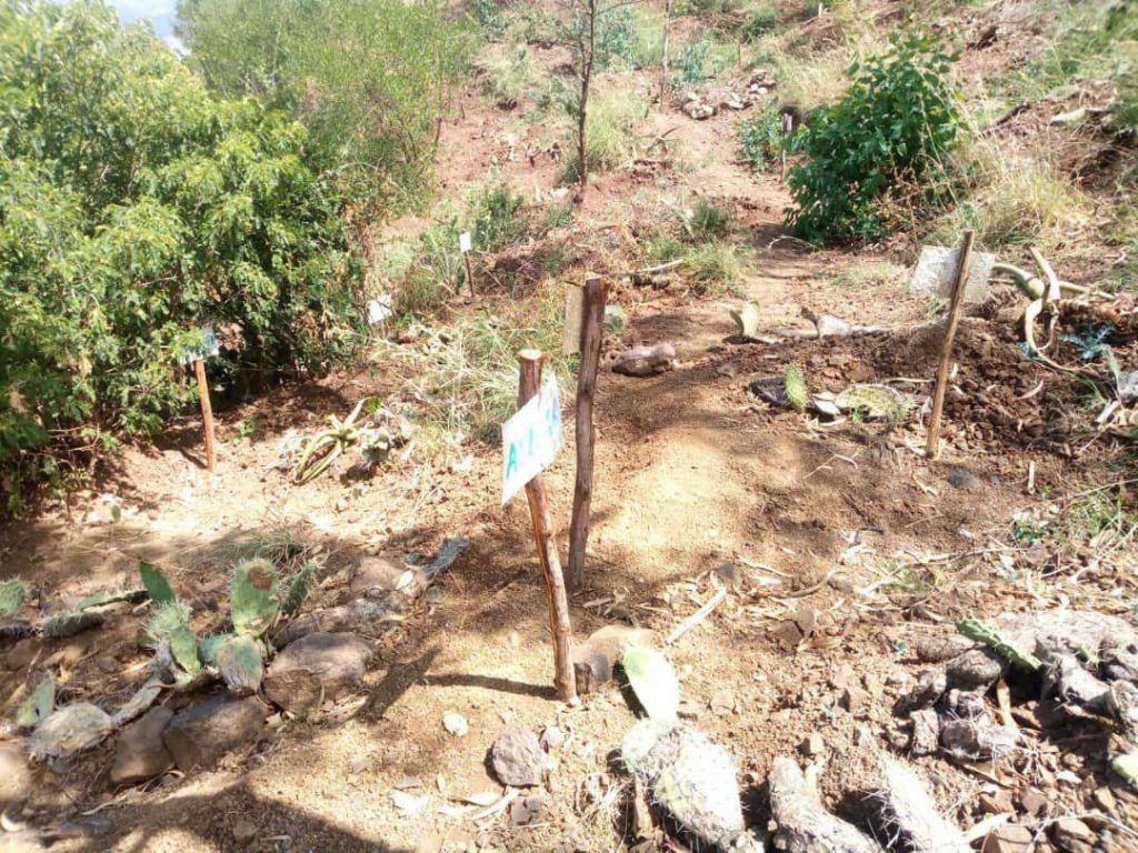 Mass Graves of Thousands of TPLF Militants, Leaders Found in Chercher Town