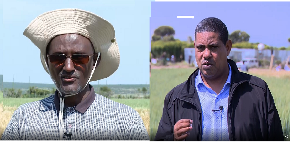 Wheat Cultivation Success Demonstrates Ethiopia’s Capability to be transformed In All Aspects: Chief Administrators
