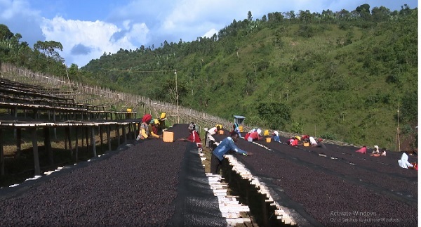 AfCFTA Will Fundamentally Transform Coffee Commodity Market of Africa: IACO Secretary General