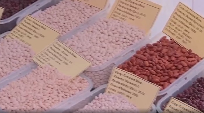 Nation Earns 250 Mln USD from Oilseeds, Grains Export in Past 7 Months